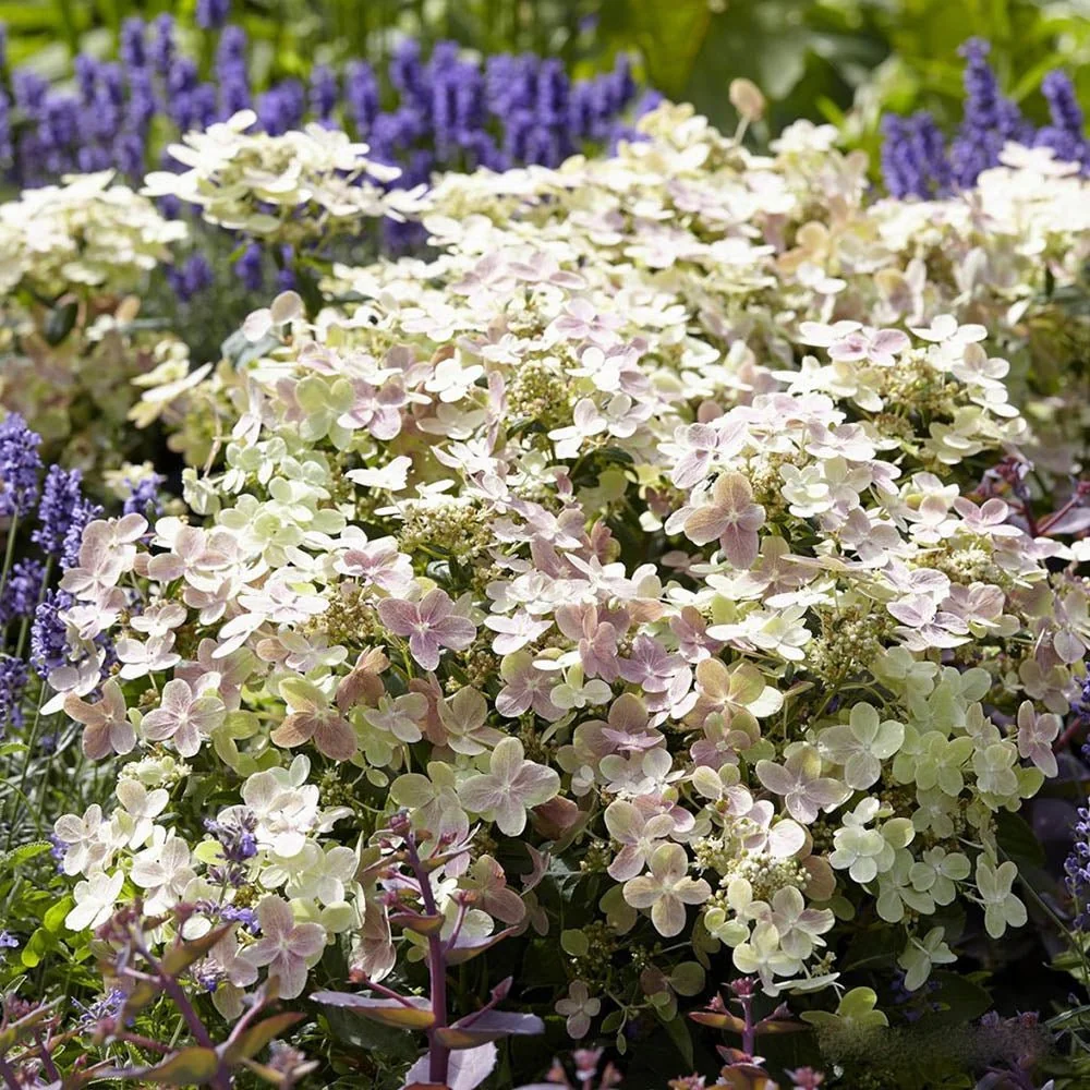 Hortensie paniculata Polestar – alb