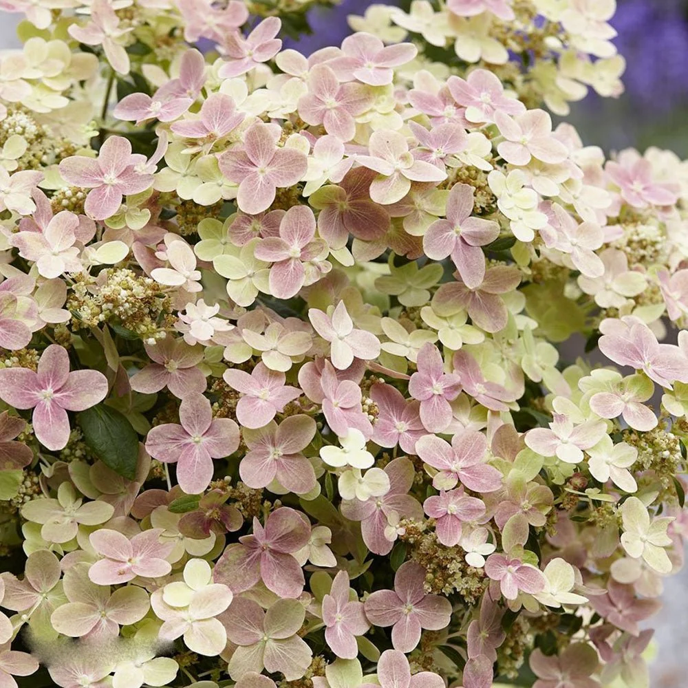 Hortensie paniculata Polestar – alb