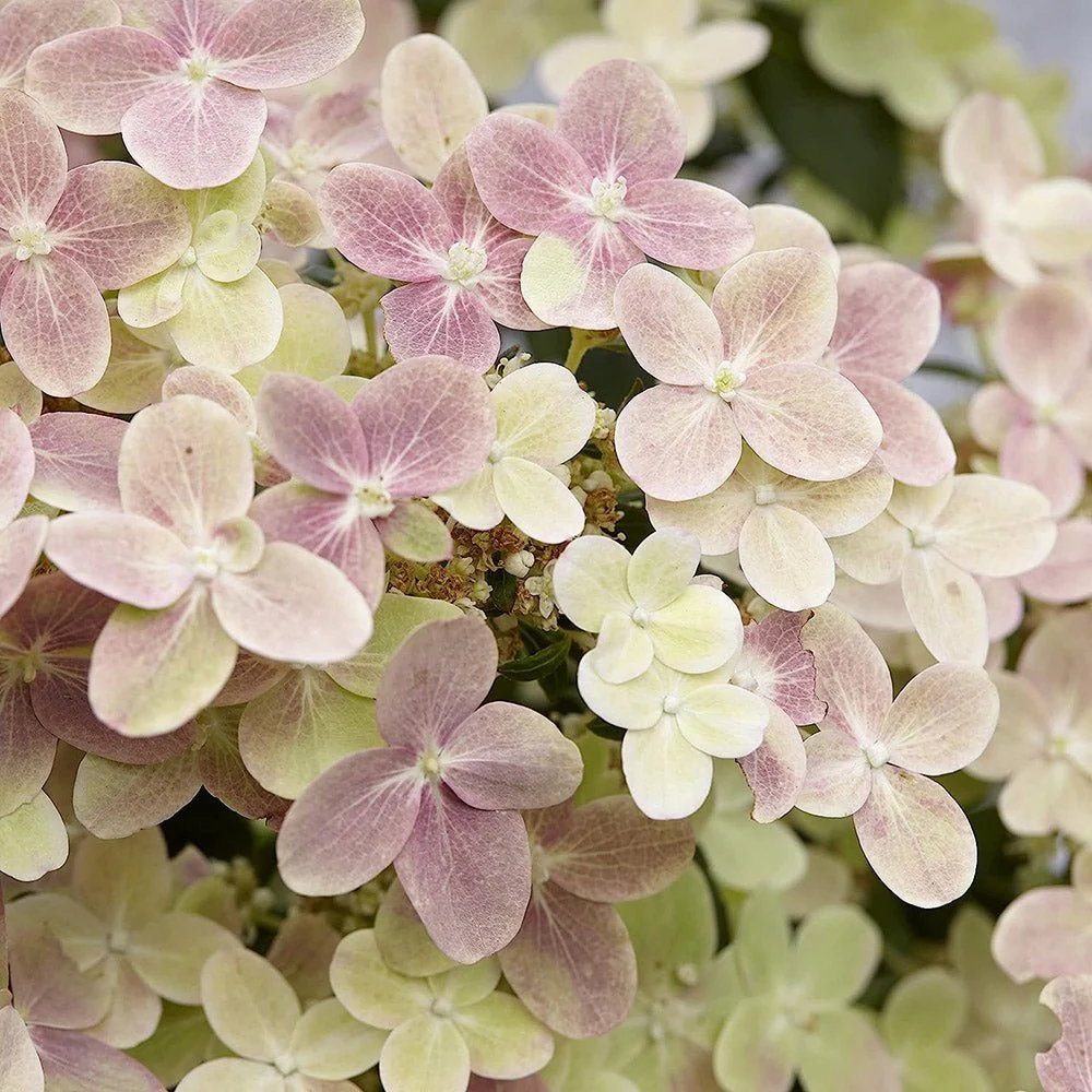 Hortensie paniculata Polestar – alb