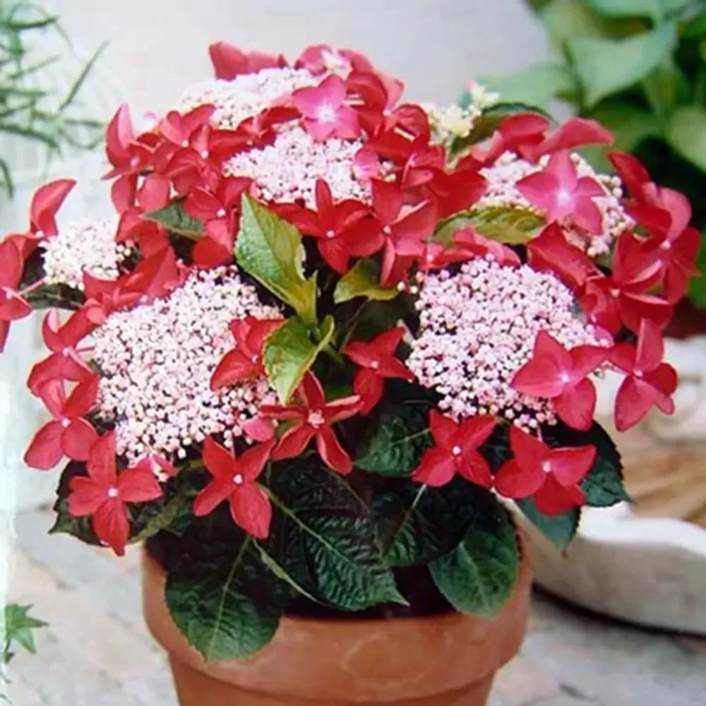Hortensie paniculata Strawberries and Cream – alb-roz