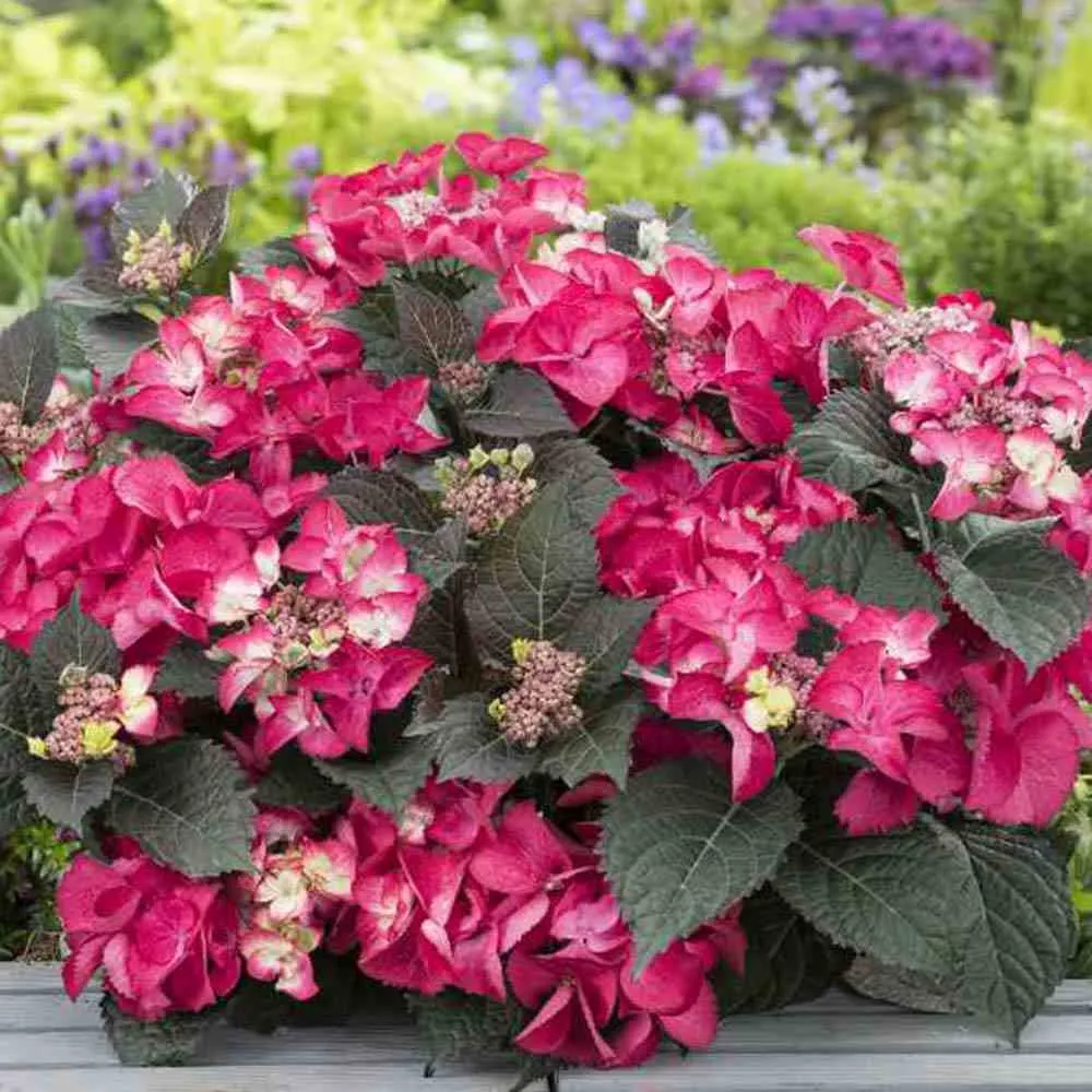 Hortensie paniculata Strawberries and Cream – alb-roz