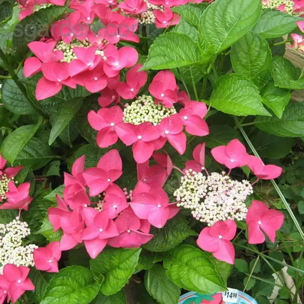 Hortensie paniculata Strawberries and Cream – alb-roz