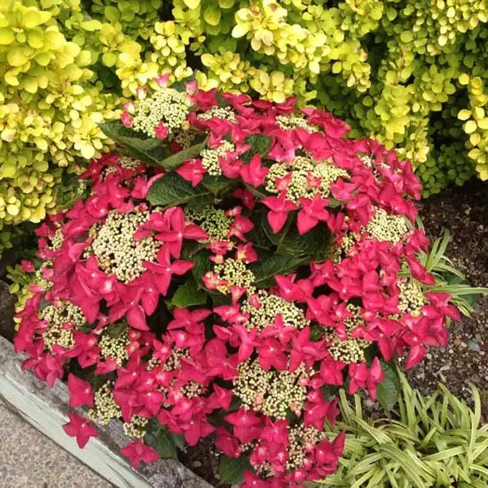 Hortensie paniculata Strawberries and Cream – alb-roz