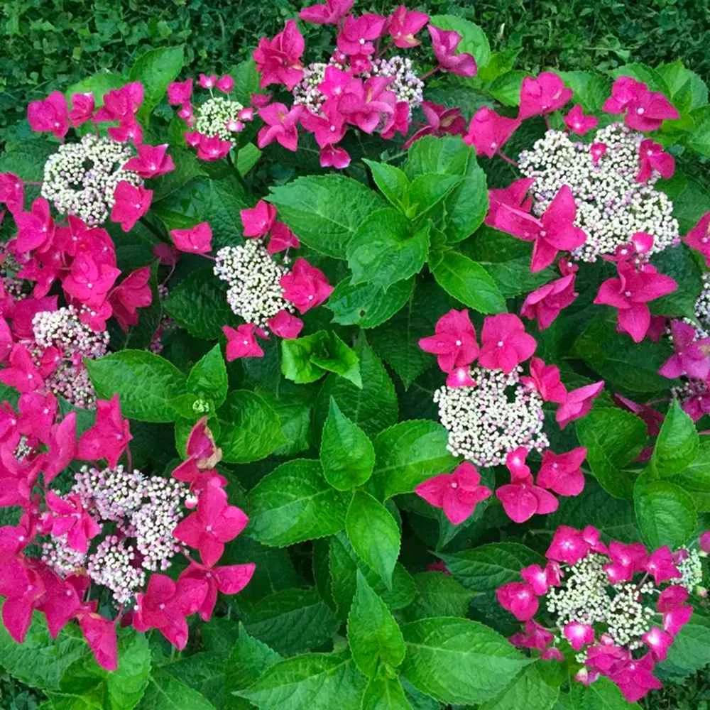 Hortensie paniculata Strawberries and Cream – alb-roz