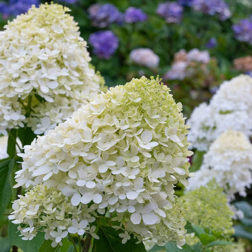 Hortensie paniculata White Diamond – alb – tip copac