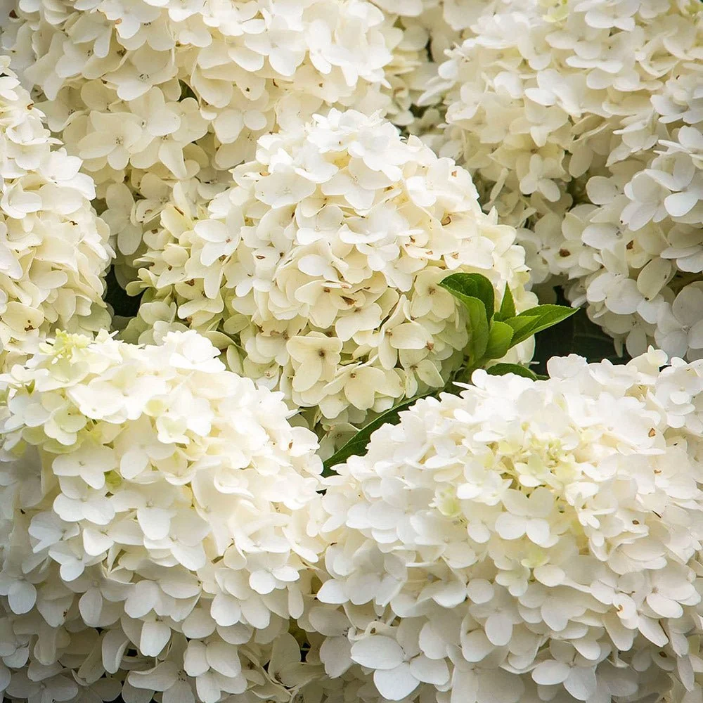 Hortensie paniculata White Diamond – alb – tip copac