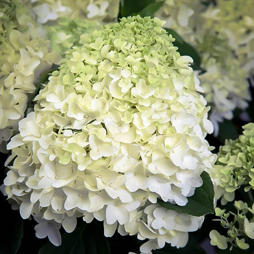 Hortensie paniculata White Diamond – alb – tip copac
