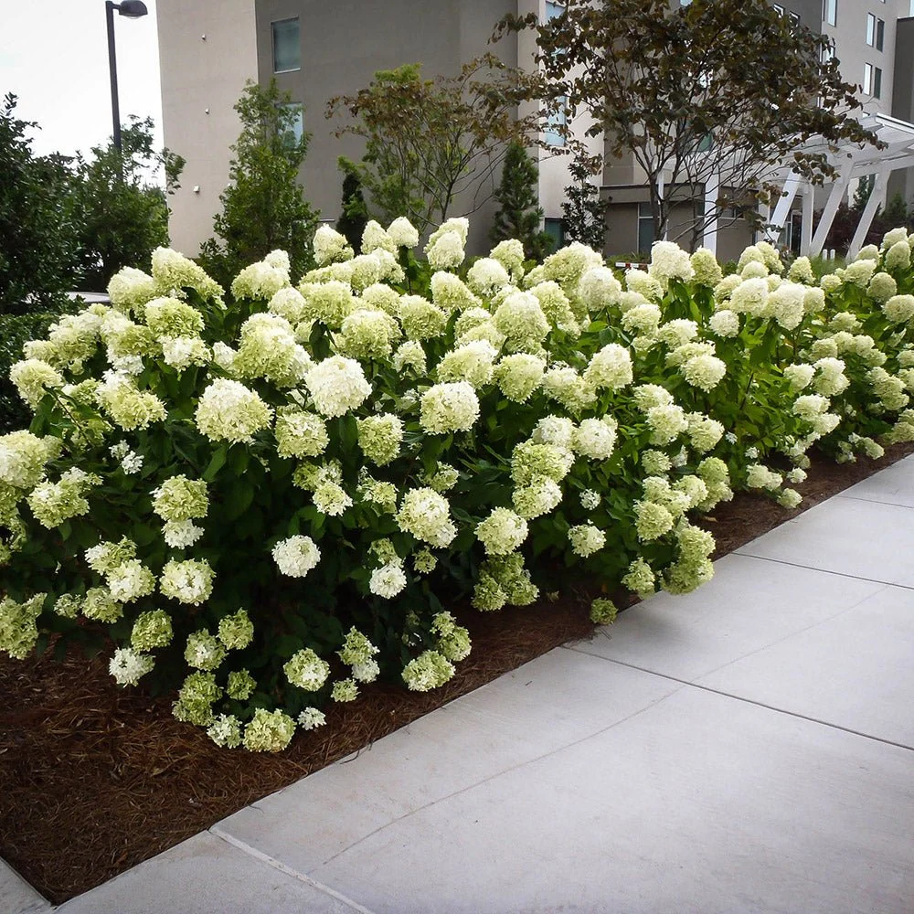 Hortensie paniculata White Diamond – alb – tip copac
