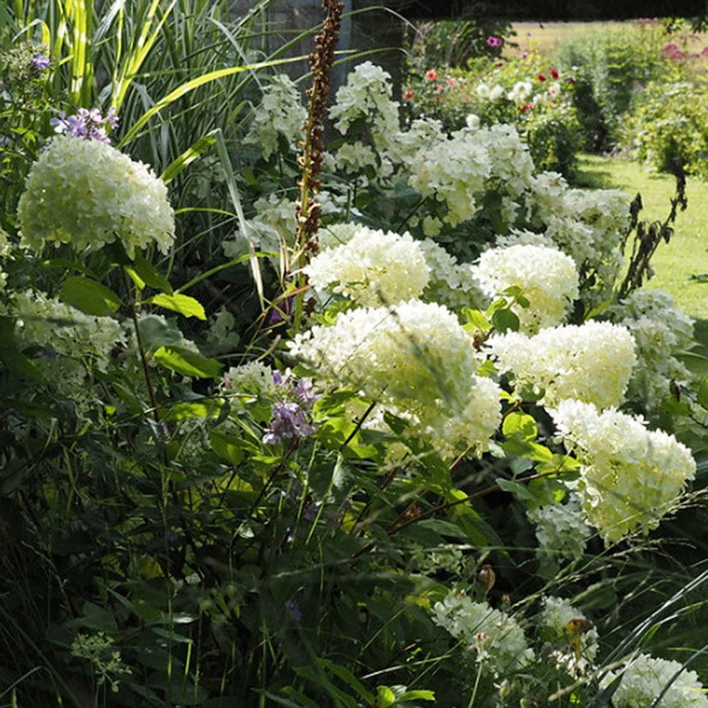 Hortensie paniculata White Diamond – alb – tip copac