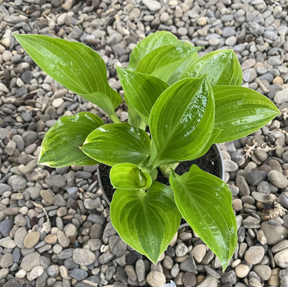 Hosta Bedazzled (Plantain Lily) - crin de toamna