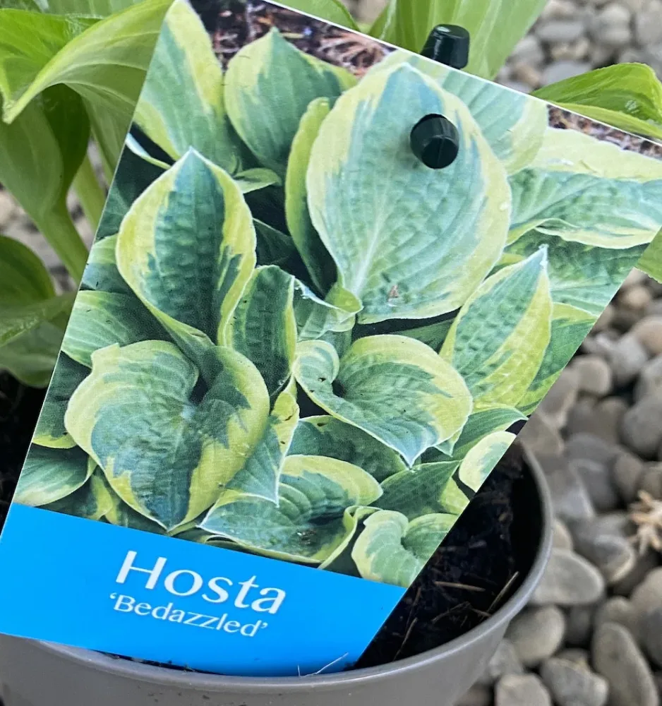 Hosta Bedazzled (Plantain Lily) - crin de toamna