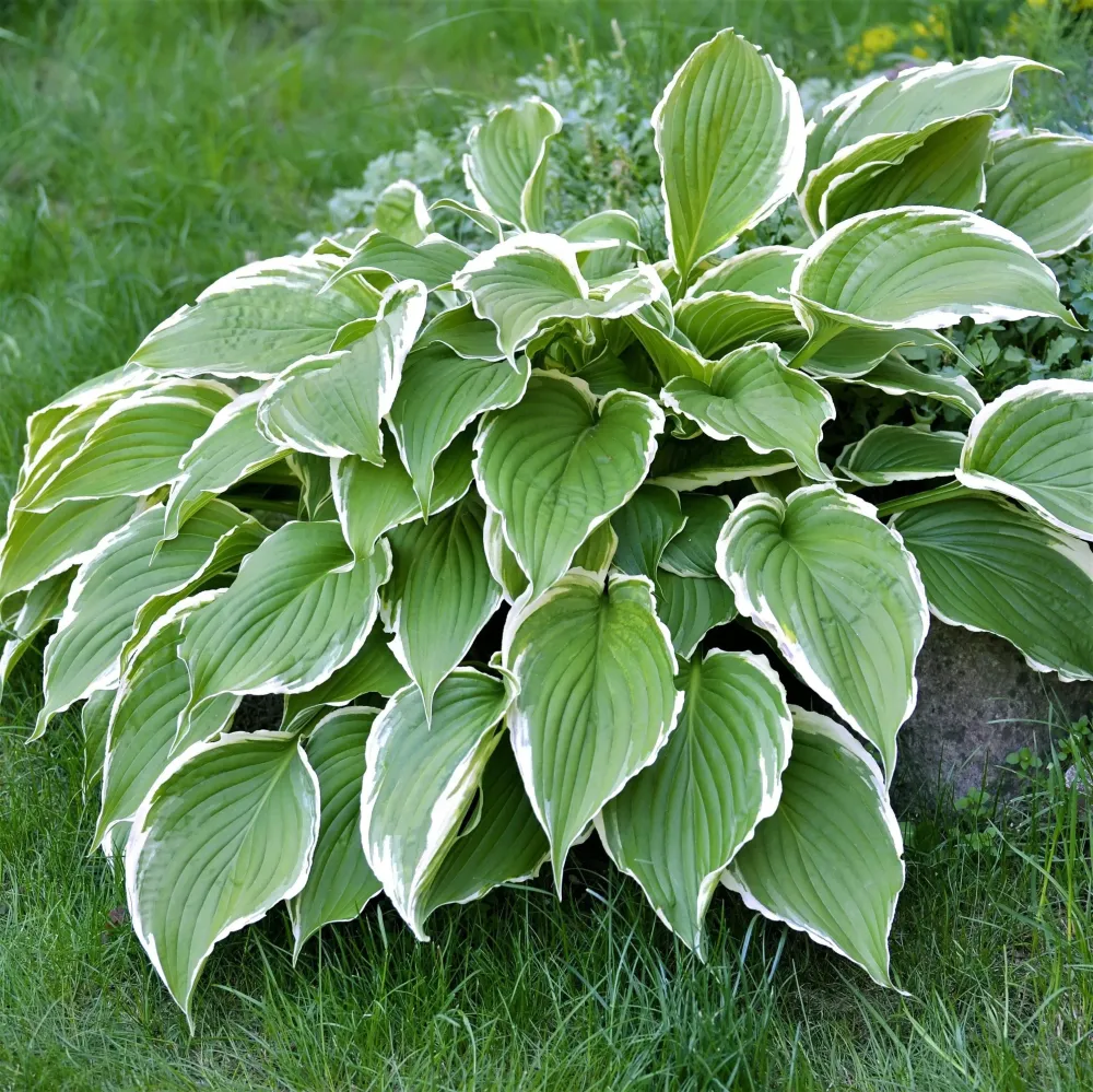 Hosta fortunei 'Francee' (Plantain Lily 'Francee') - crin de toamna