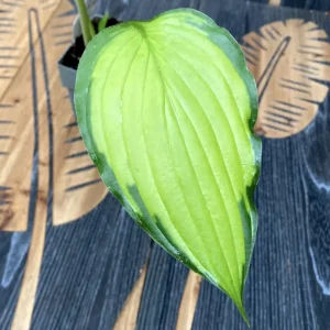 Hosta 'Lady Guinevere' (Plantain Lily 'Lady Guinevere') - crin de toamna