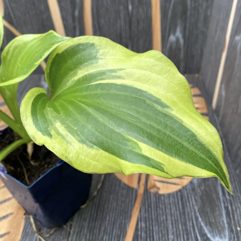 Hosta 'Permafrost' (Plantain Lily 'Permafrost') - crin de toamna