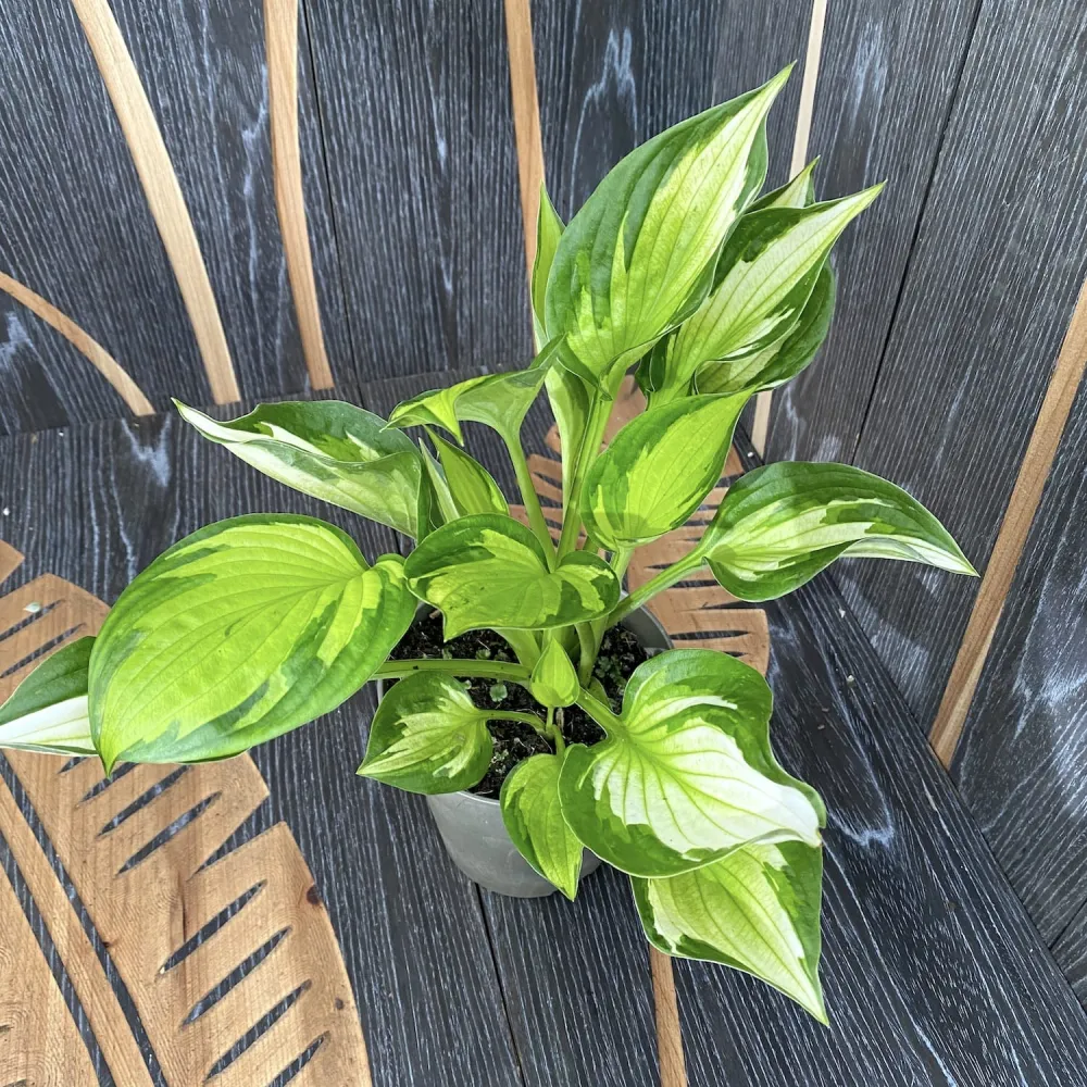 Hosta 'Whirlwind' (Plantain Lily) - crin de toamna