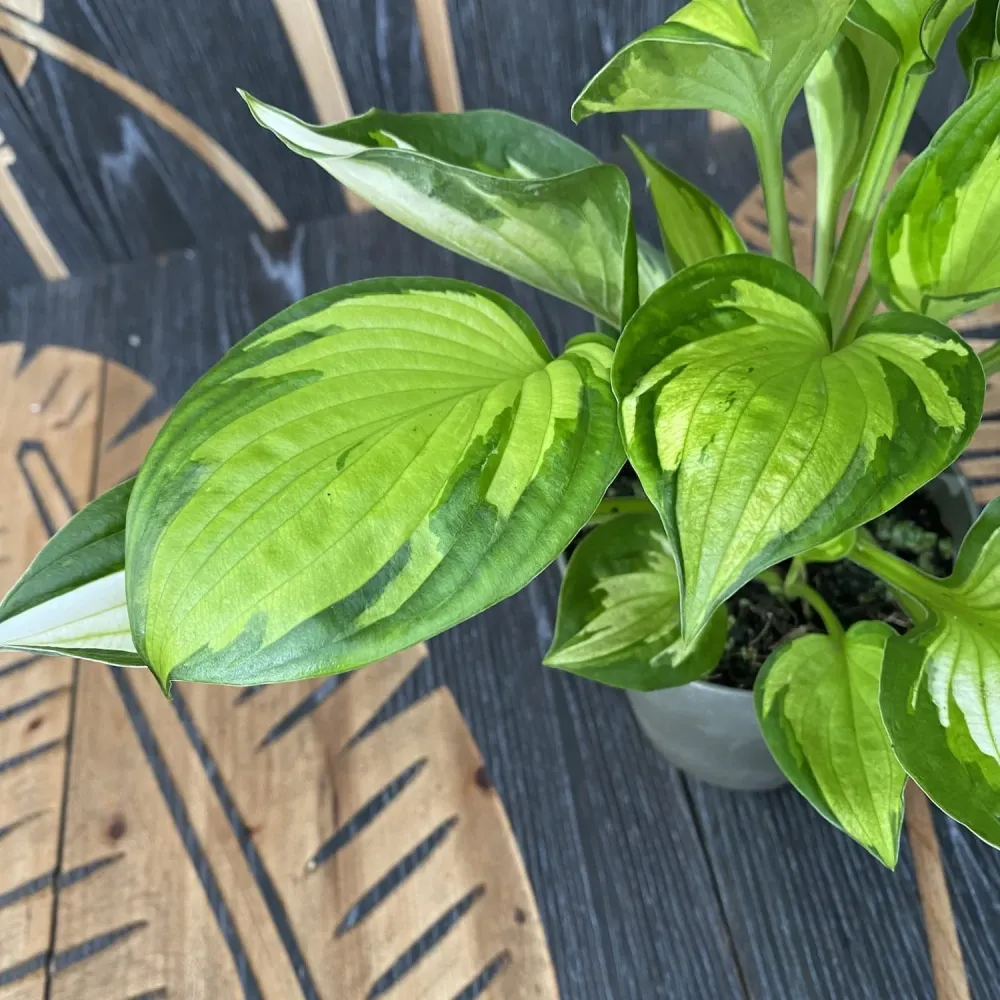 Hosta 'Whirlwind' (Plantain Lily) - crin de toamna