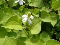 Houttoynia cordata