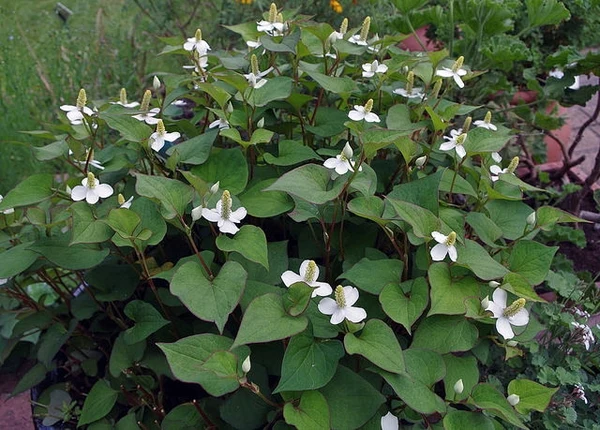 Houttoynia cordata
