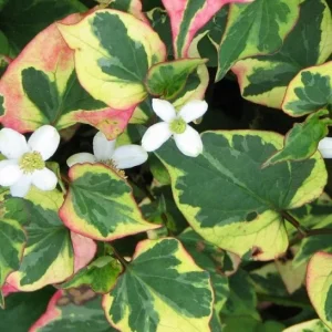 Houttuynia cordata "caméleon"