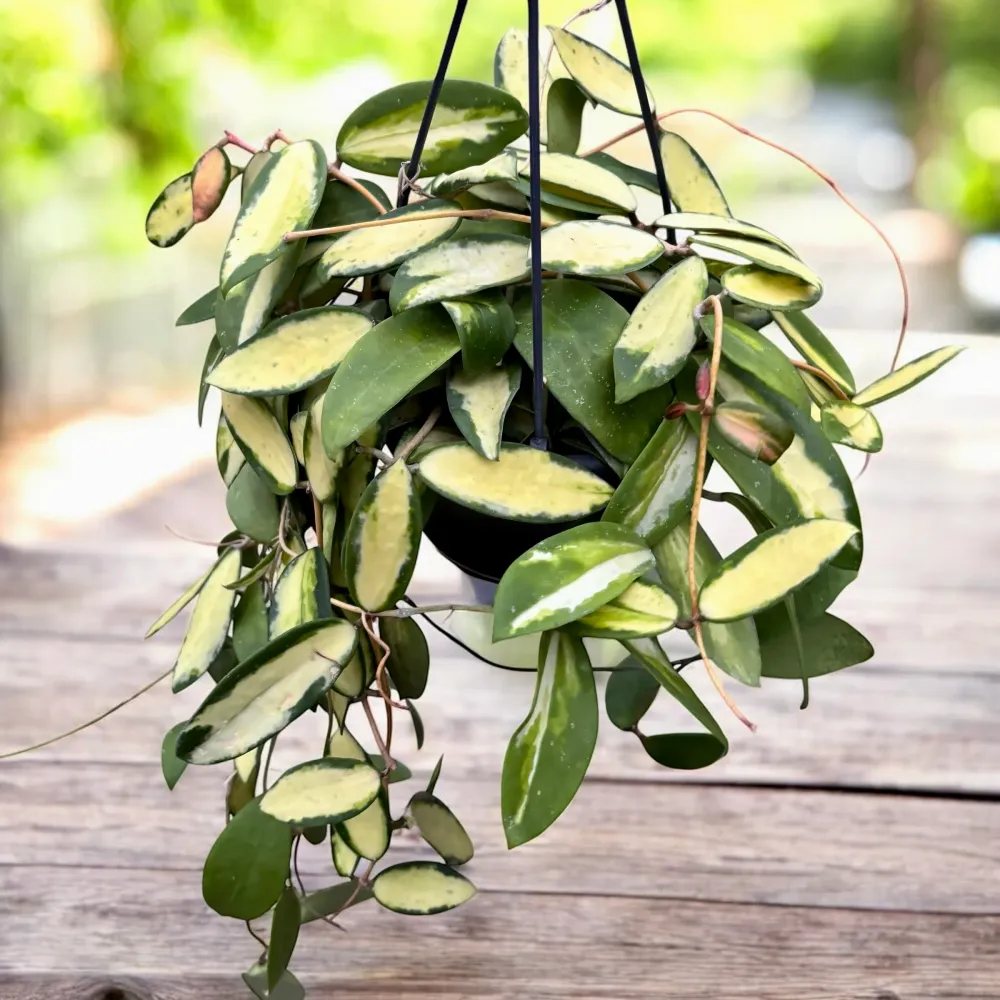 Hoya acuta 'Variegata' - exemplare XL