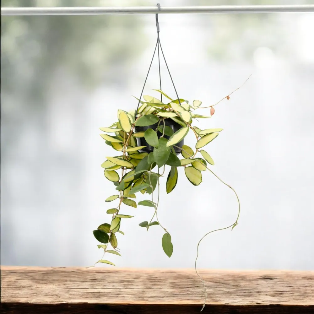 Hoya acuta 'Variegata' - exemplare XL