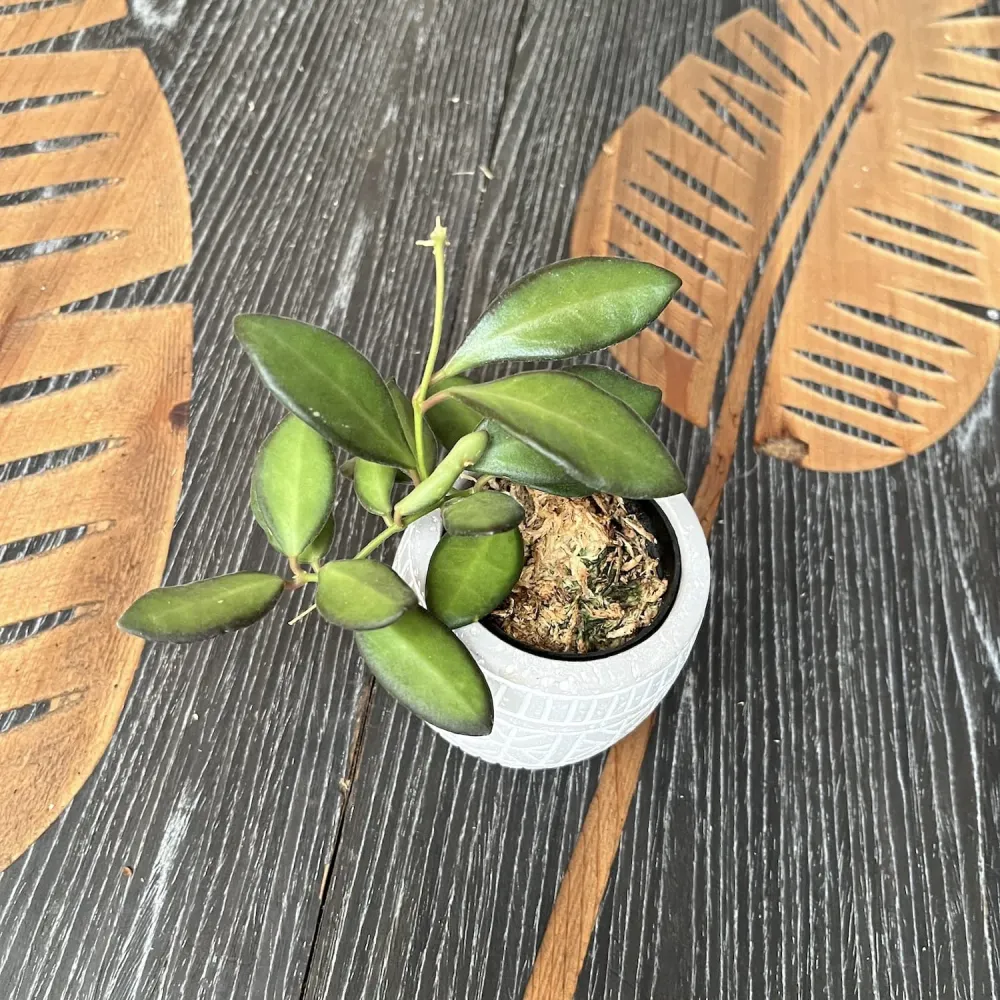 Hoya sp. aff. burtoniae - flori parfumate