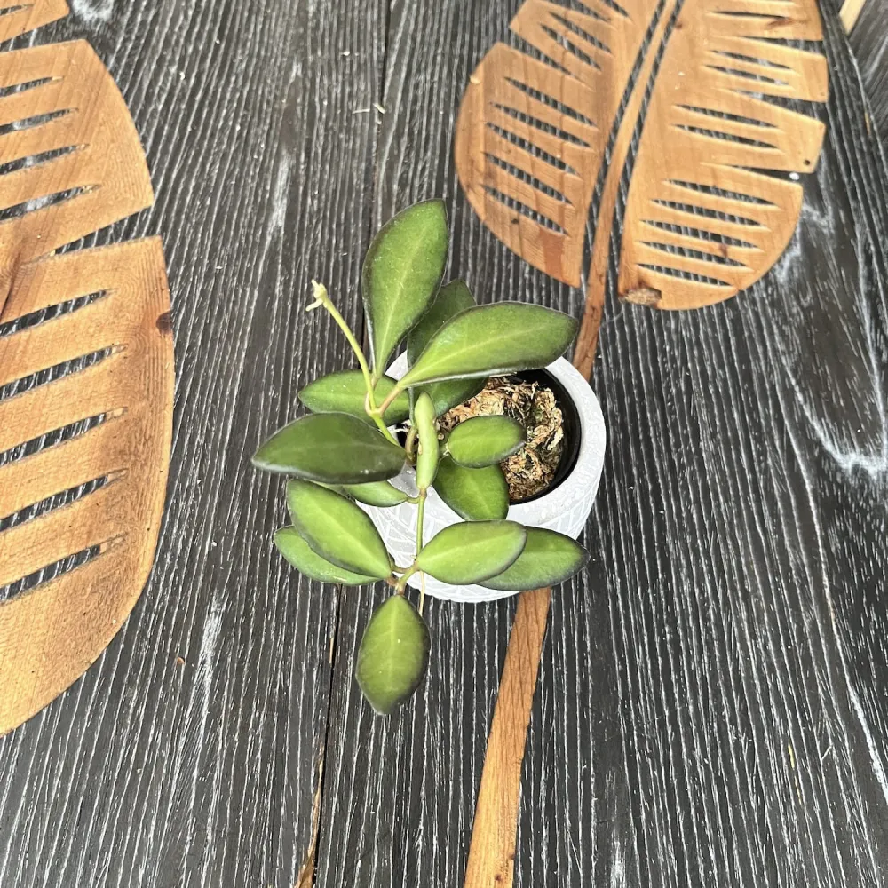 Hoya sp. aff. burtoniae - flori parfumate
