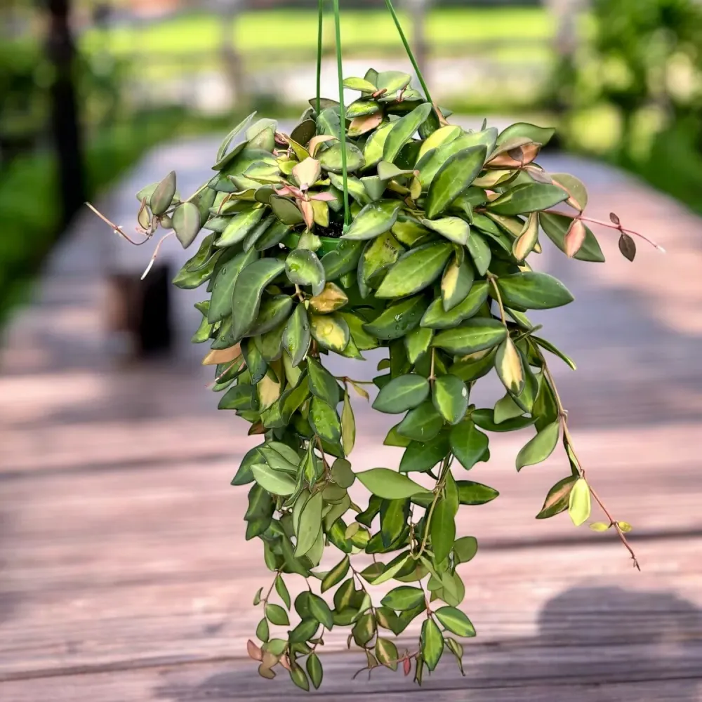 Hoya sp. aff. burtoniae 'Variegata' - exemplare dezvoltate