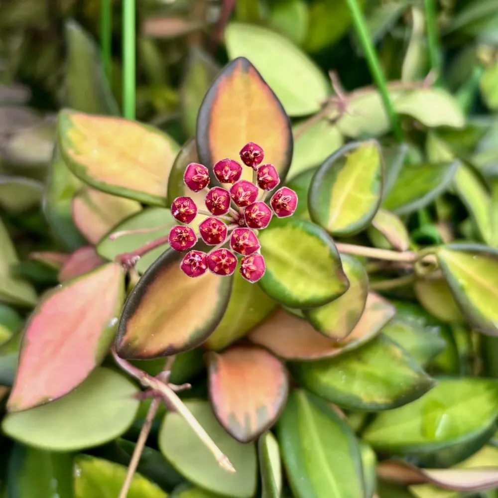 Hoya sp. aff. burtoniae 'Variegata' - exemplare dezvoltate