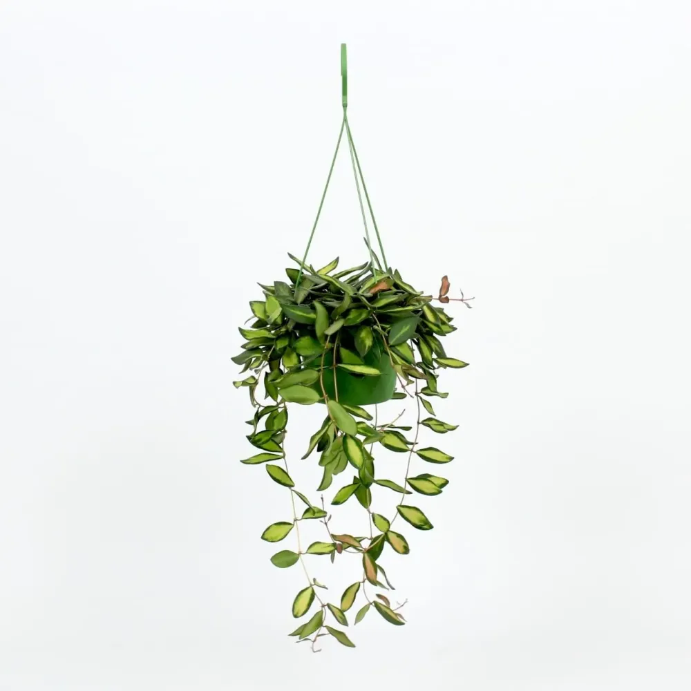 Hoya sp. aff. burtoniae 'Variegata' - exemplare dezvoltate