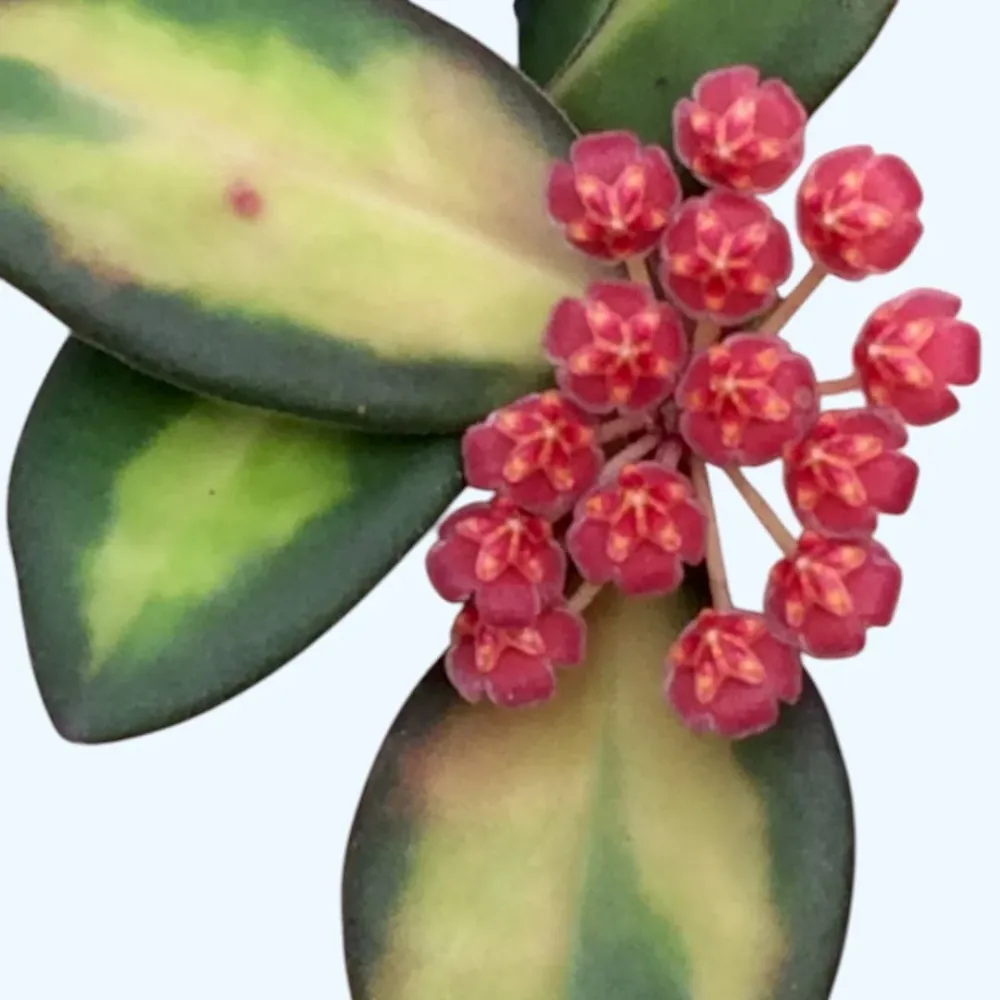 Hoya sp. aff. burtoniae 'Variegata' - exemplare dezvoltate