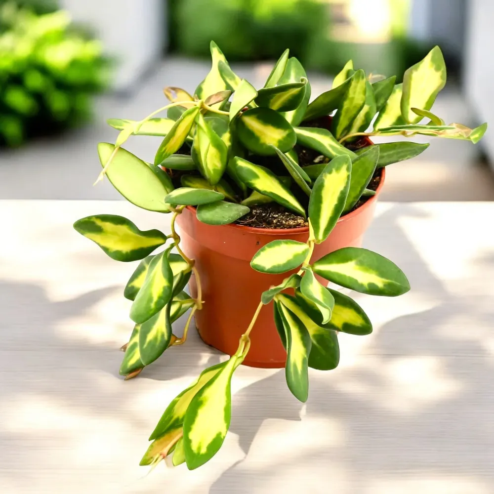 Hoya sp. aff. burtoniae 'Variegata' (Hoya sp. DS-70 variegata)