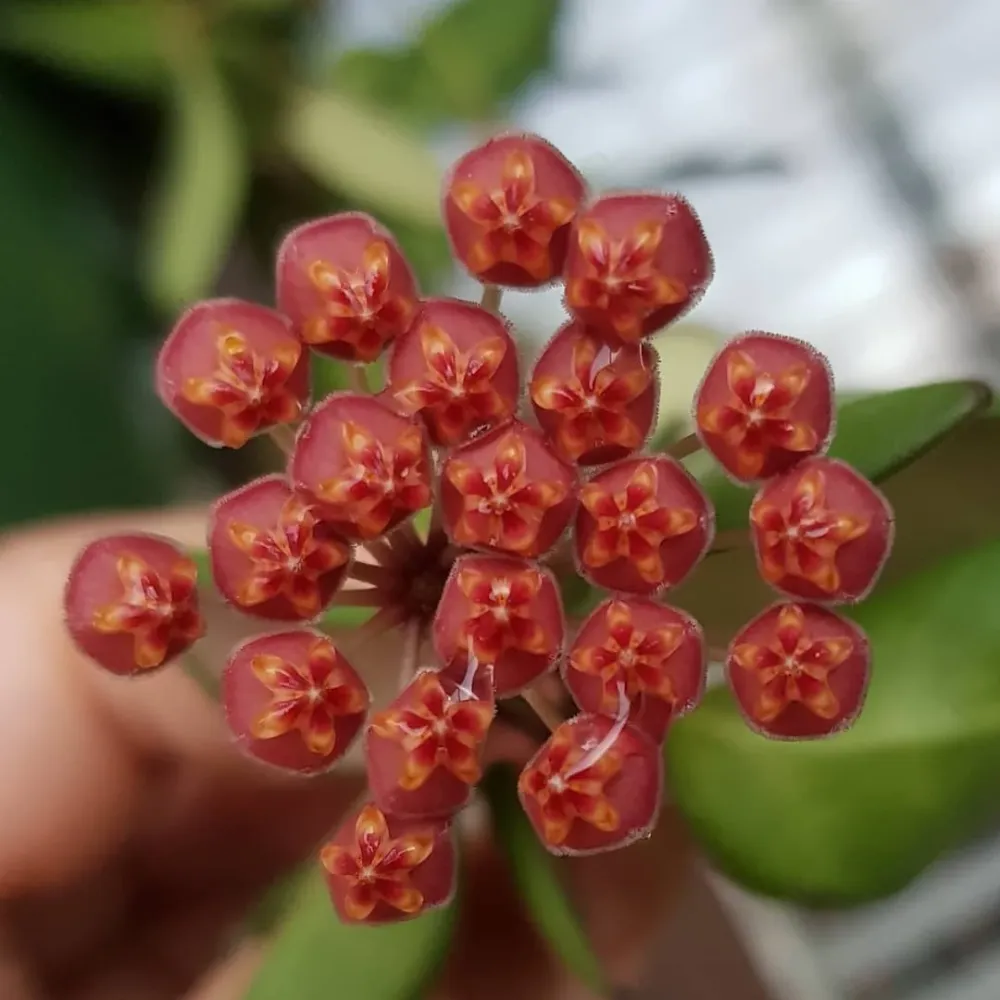Hoya sp. aff. burtoniae 'Variegata' (Hoya sp. DS-70 variegata)