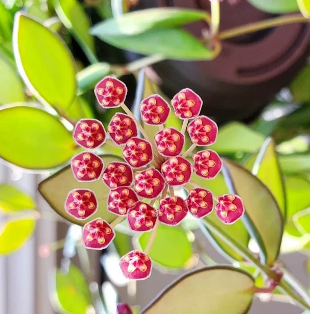Hoya sp. aff. burtoniae 'Variegata' (Hoya sp. DS-70 variegata)