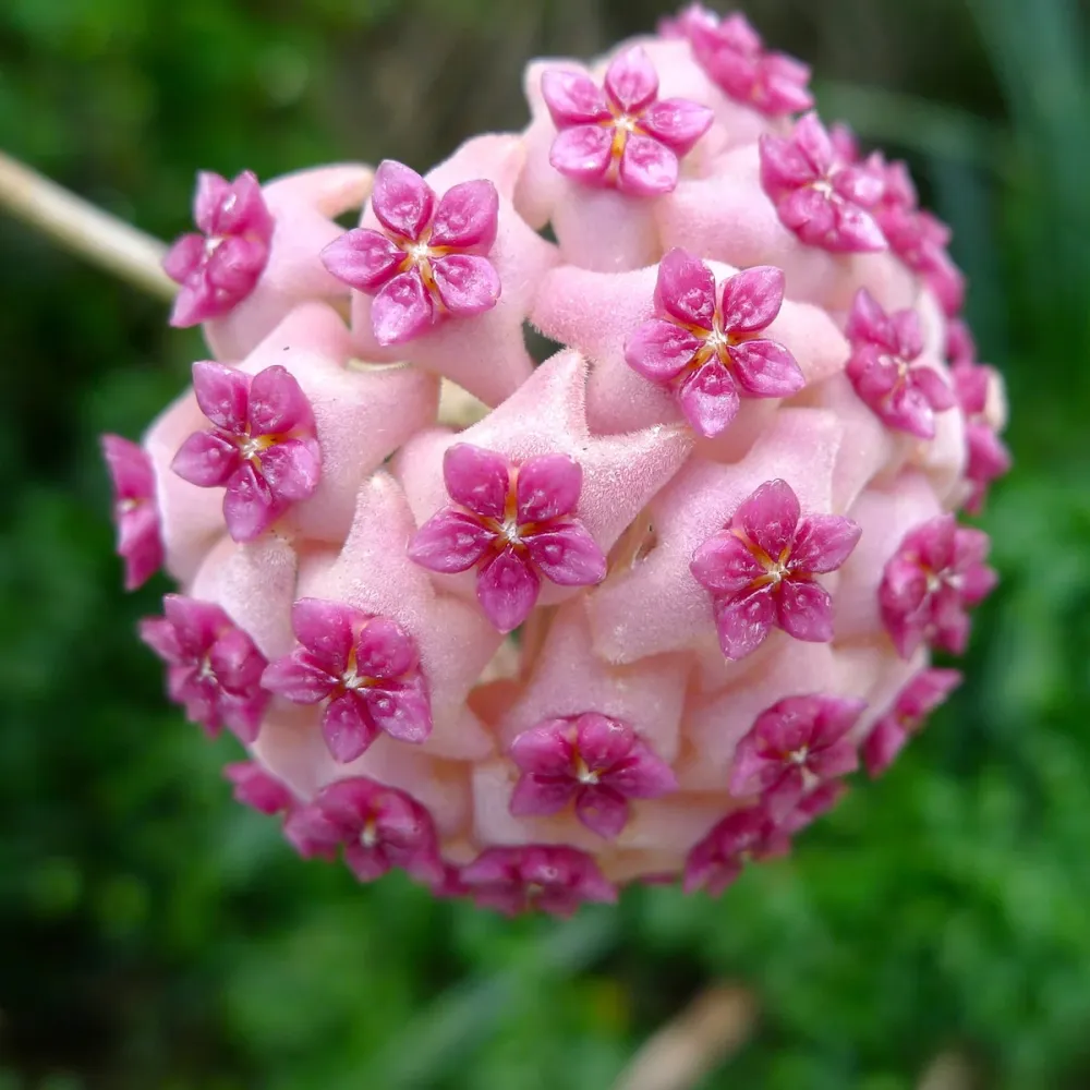 Hoya aldrichii - flori parfumate