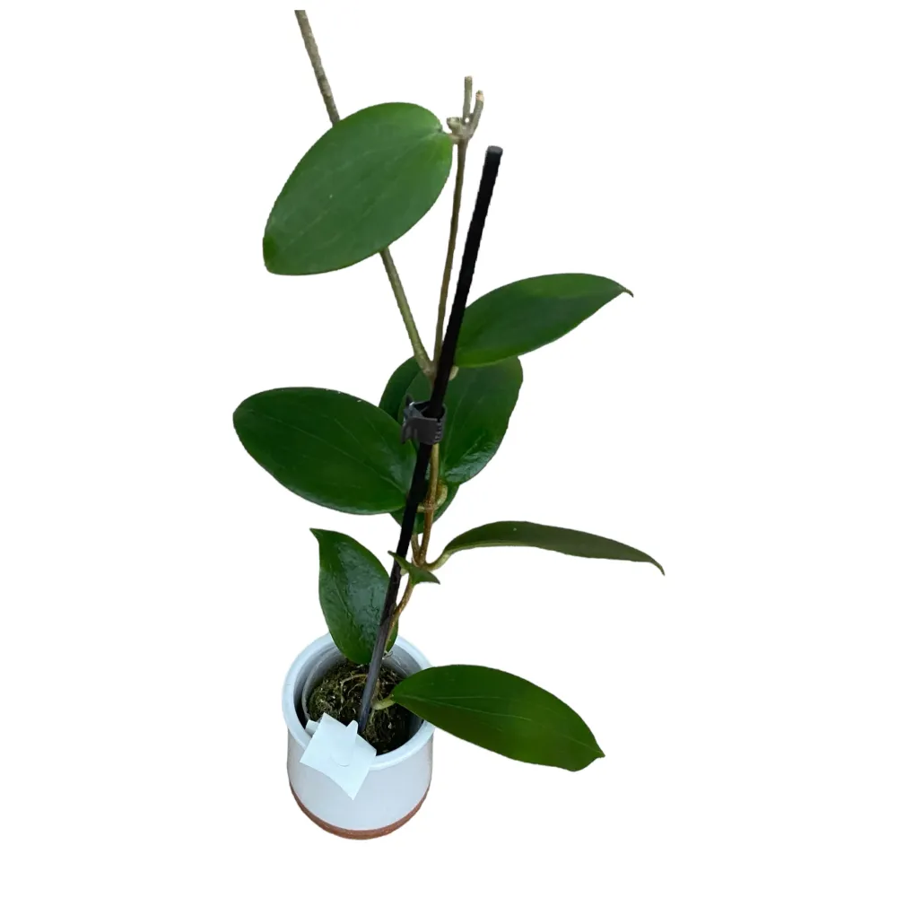 Hoya aldrichii - flori parfumate