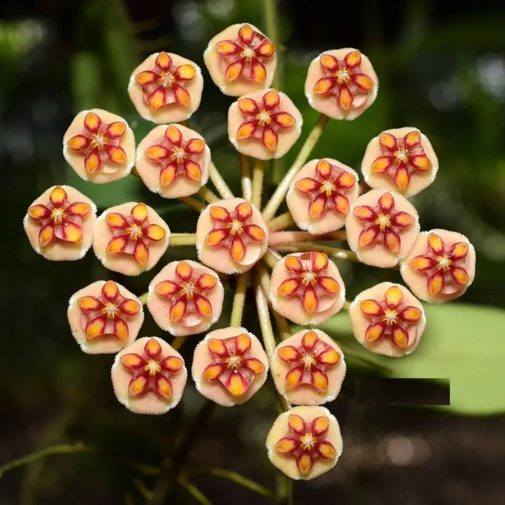 Hoya anncajanoae - flori parfumate