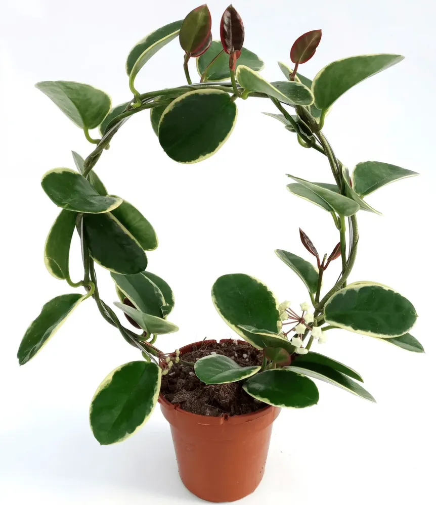 Hoya australis 'Blondie' (albomarginata) arcada