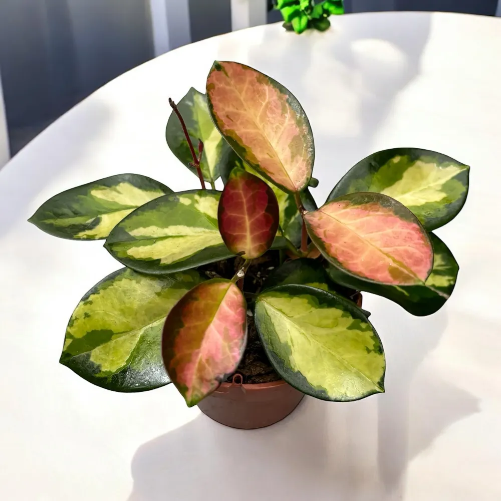 Hoya australis 'Lisa' D12 2-3pp