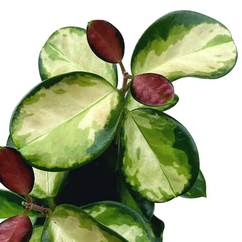 Hoya australis 'Lisa' D12 2-3pp