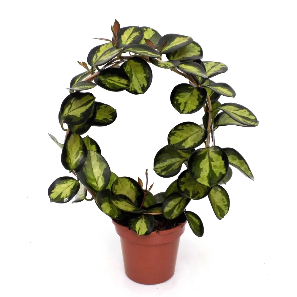 Hoya australis 'Lisa' - planta matura, arcada