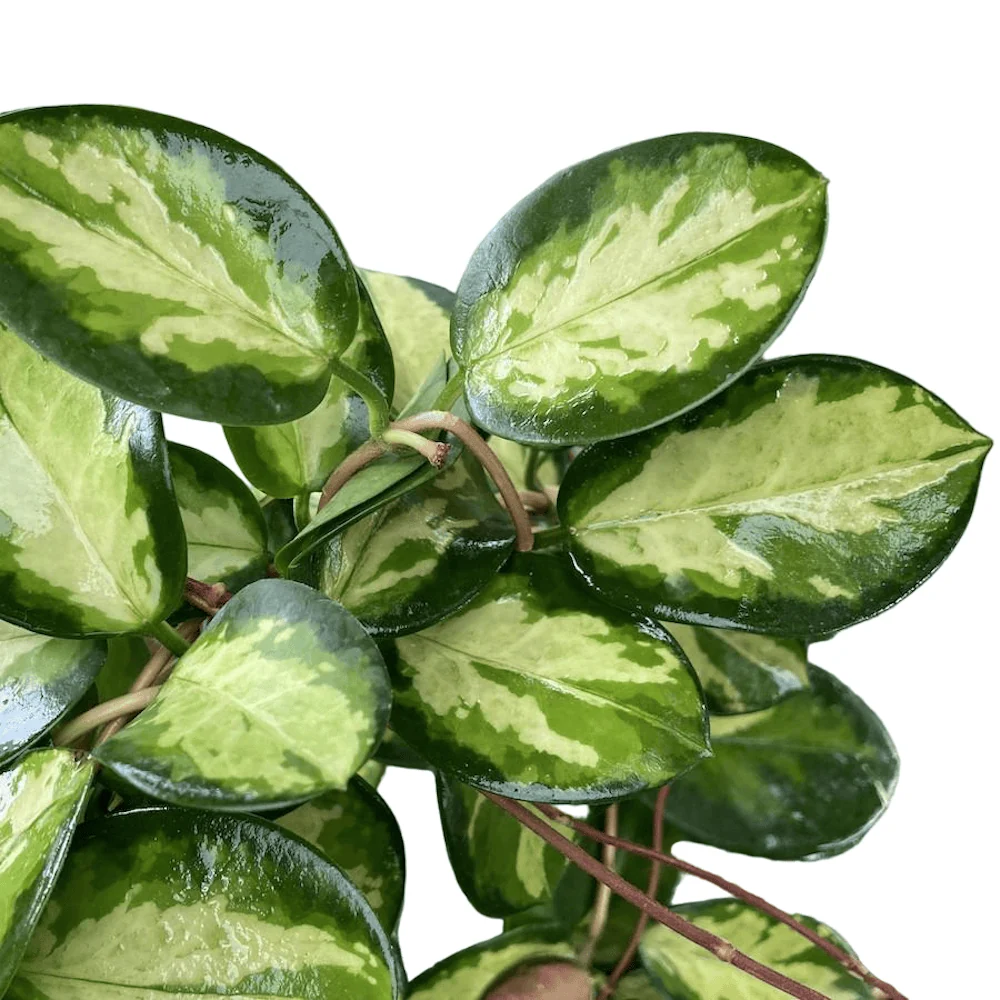 Hoya australis 'Lisa' - planta matura, arcada