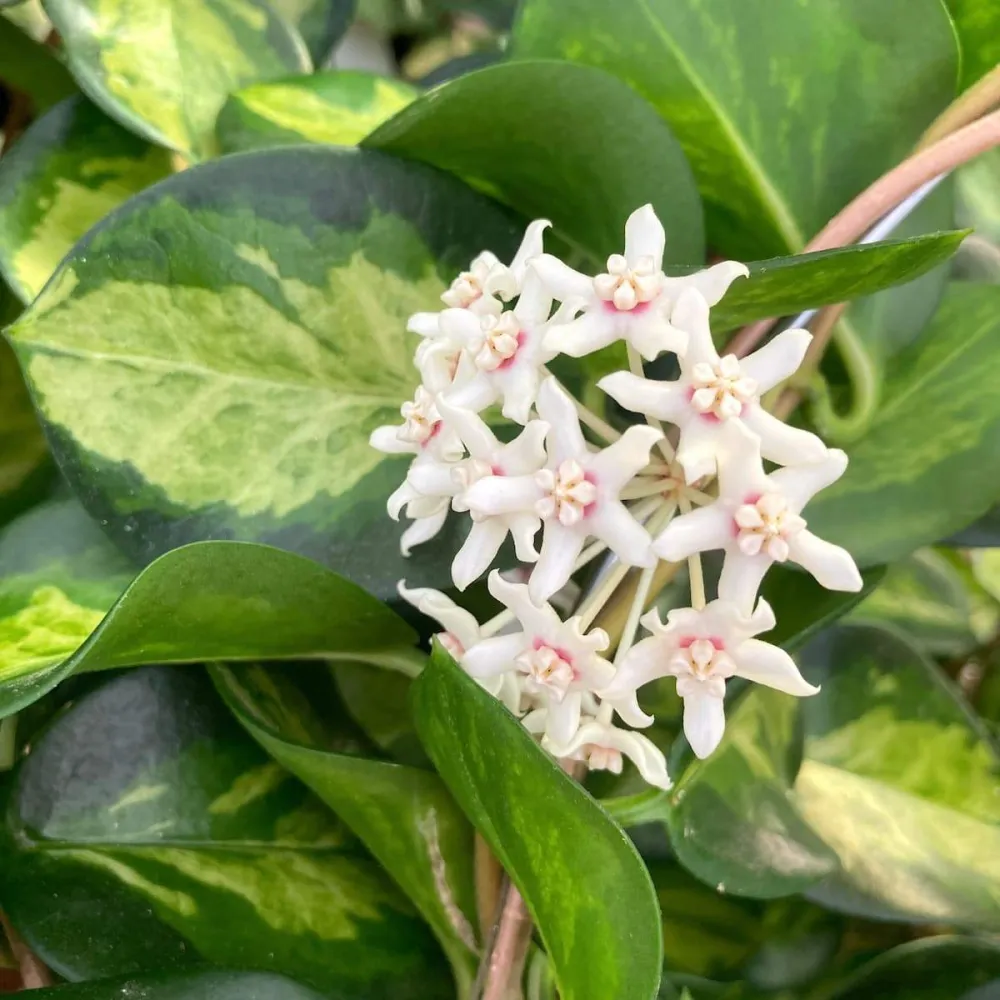 Hoya australis 'Lisa' - planta matura, arcada