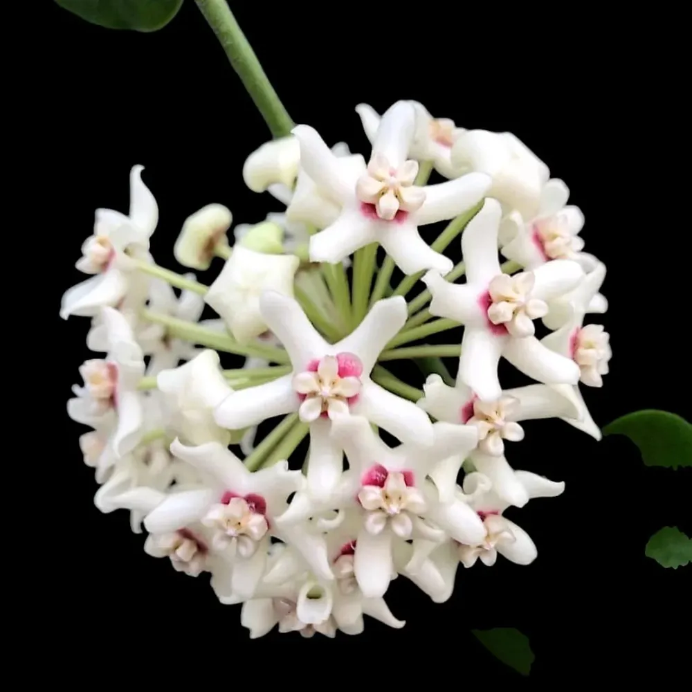 Hoya australis ssp. tenuipes D9
