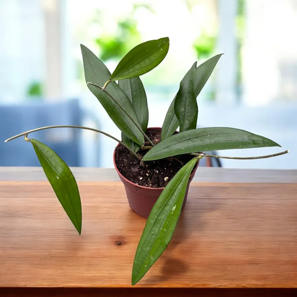 Hoya sp. Bengkulu (Rindu Rafflesia)