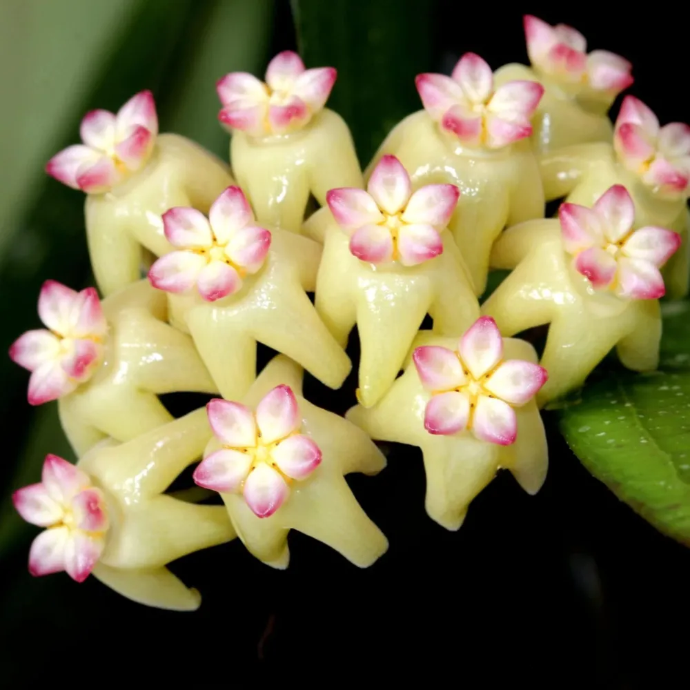 Hoya sp. Bengkulu (Rindu Rafflesia)