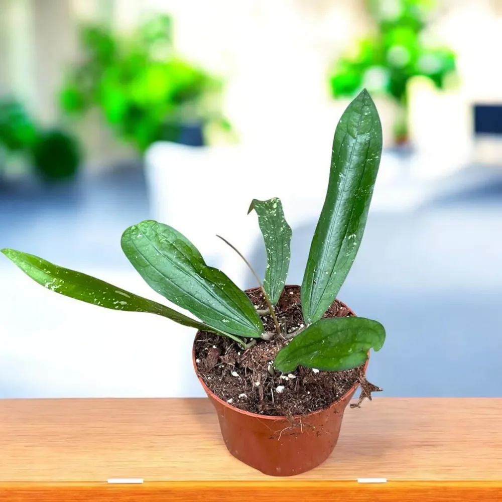 Hoya sp. Bengkulu (Rindu Rafflesia)