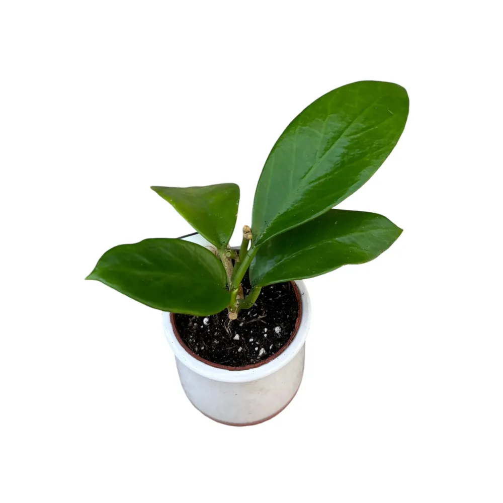 Hoya benitotanii