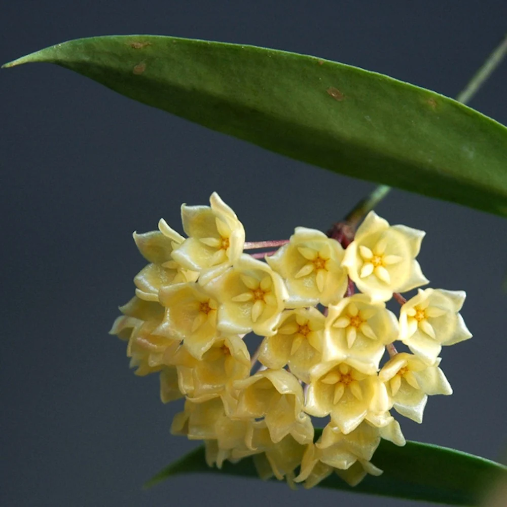 Hoya blashernaezii - flori parfumate