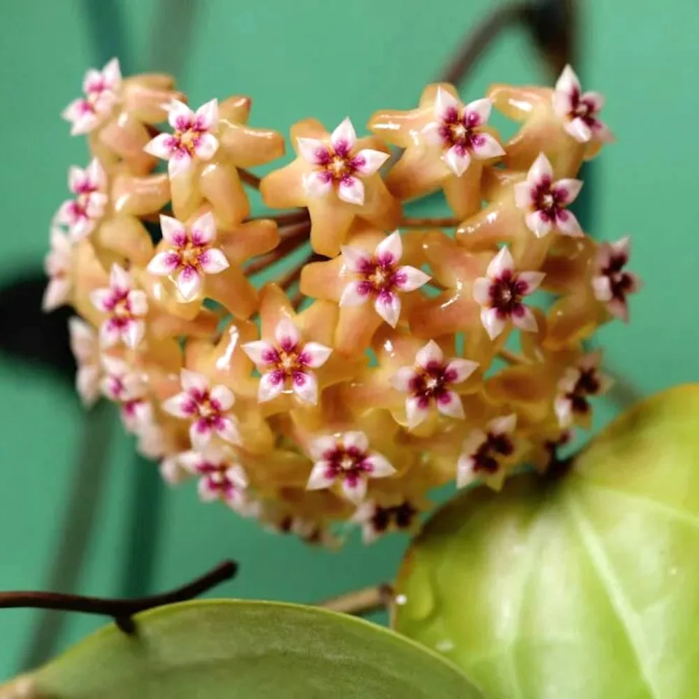 Hoya sp. BP-01